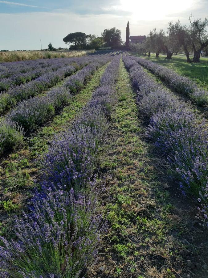 Tenuta Di Pontesodo Montalto di Castro Buitenkant foto